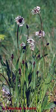 Plantago lanceolata