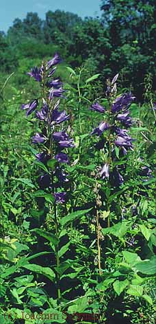 Campanula latifolia