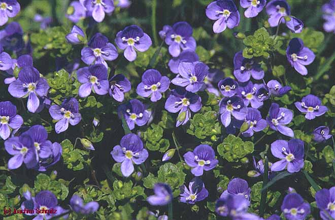 Veronica filiformis