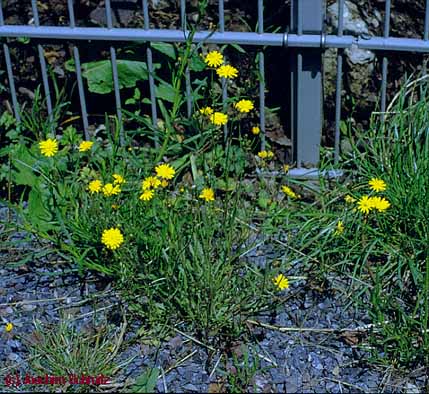 Crepis capillaris