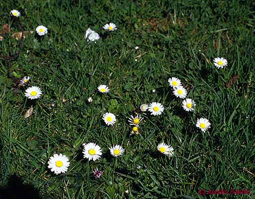 Bellis perennis