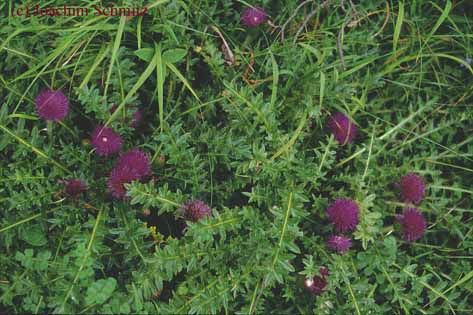 Cirsium acaule