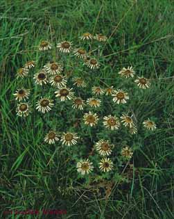 Carlina vulgaris