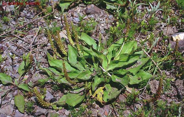 Plantago major ssp. intermedia