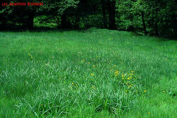 Scirpetum sylvatici