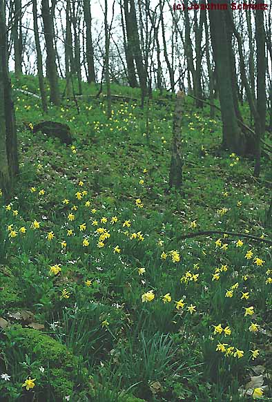 Narcissus pseudonarcissus