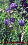 Geranium pratense