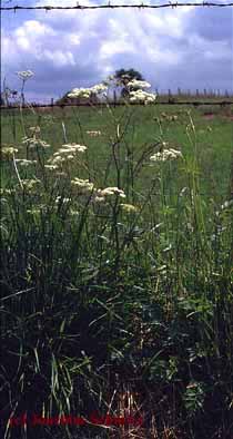 Pimpinella major