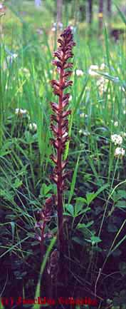 Orobanche minor