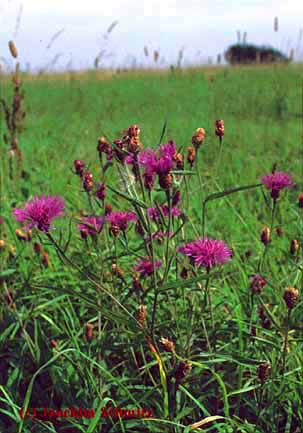 Centaurea jacea ssp. jacea