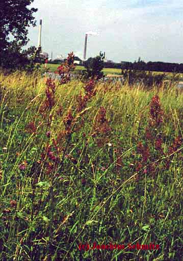 Rumex thyrsiflorus