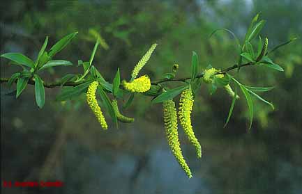 Salix alba