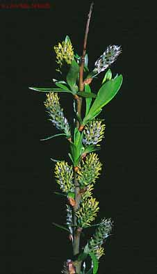 Salix viminalis