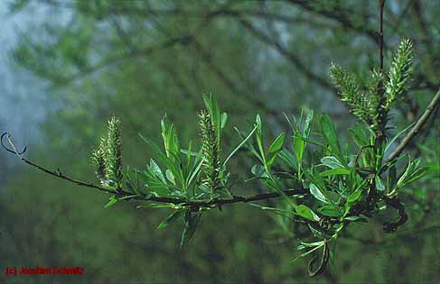 Salix viminalis