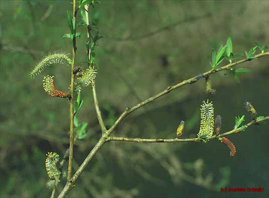 Salix purpurea