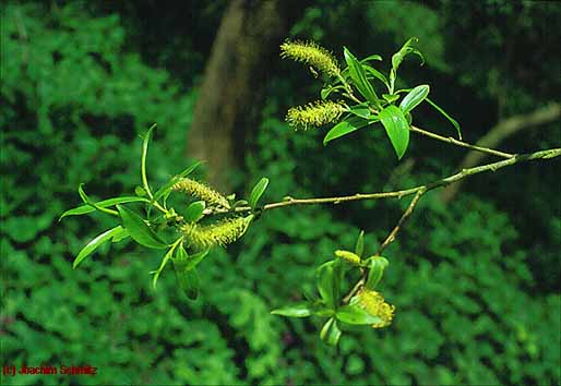 Salix fragilis