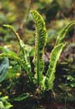 Asplenium scolopendrium