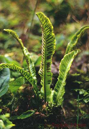 Asplenium scolopendrium