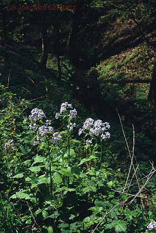 Lunaria rediviva