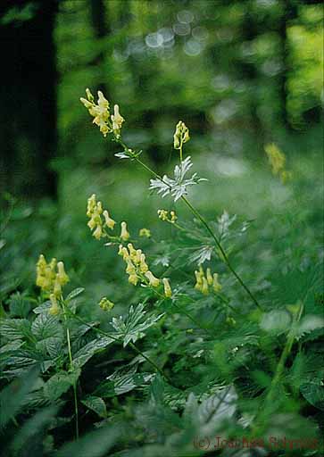 Aconitum lycoctonum ssp. lycoctonum