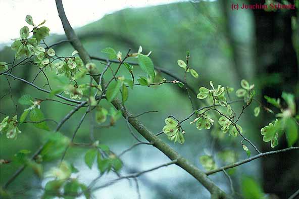 Ulmus glabra