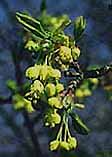 Acer monspessulanum