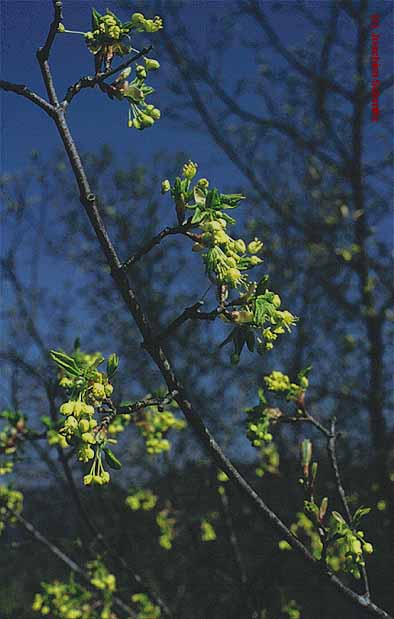 Acer monspessulanum