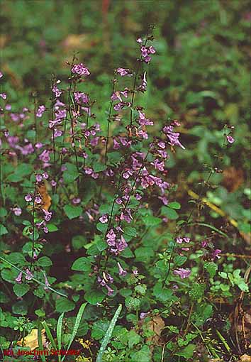 Calamintha menthifolia