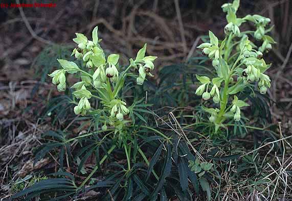 Helleborus foetidus