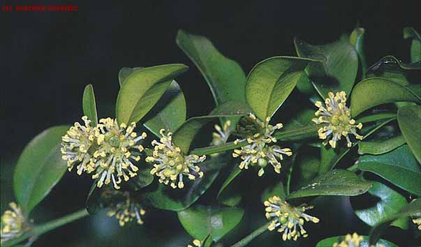 Buxus sempervirens