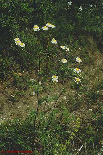 Tanacetum corymbosum