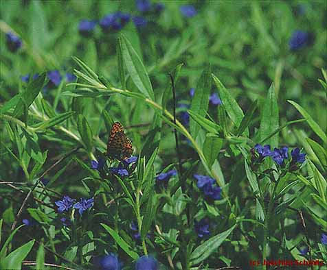 Lithospermum purpurocaeruleum