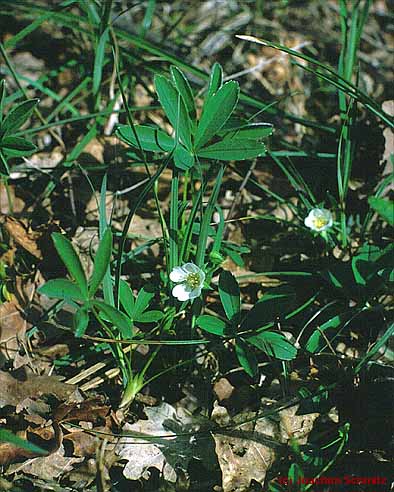 Potentilla alba