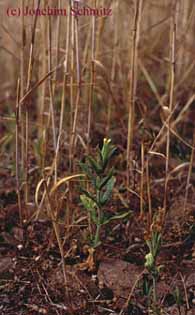 Silene noctiflora