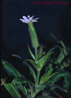 Silene noctiflora