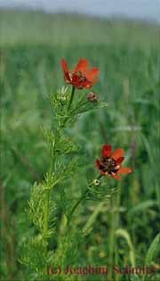Adonis aestivalis