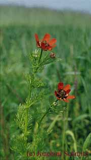 Adonis aestivalis