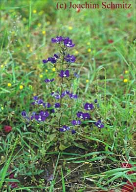 Legousia speculum-veneris