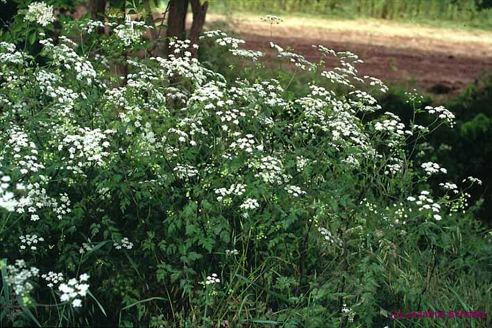 Chaerophyllum temulum