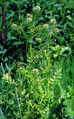 Cardamine impatiens