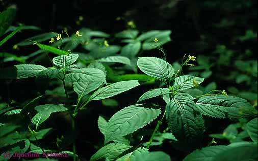 Impatiens parviflora