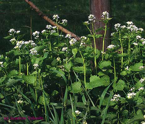 Alliaria petiolata