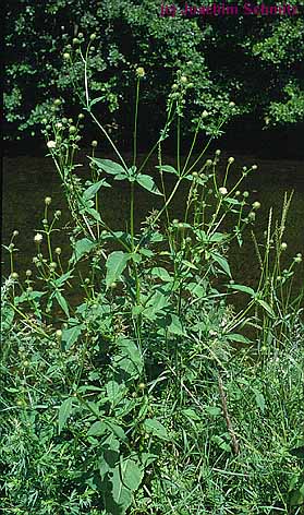 Dipsacus pilosus