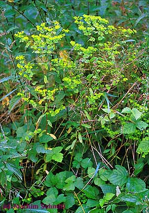 Euphorbia stricta