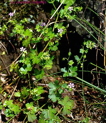 Geranium lucidum