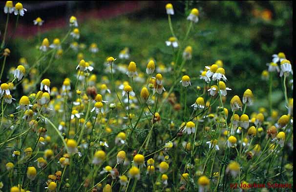 Matricaria chamomilla