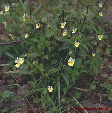 Viola arvensis