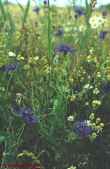 Centaurea cyanus