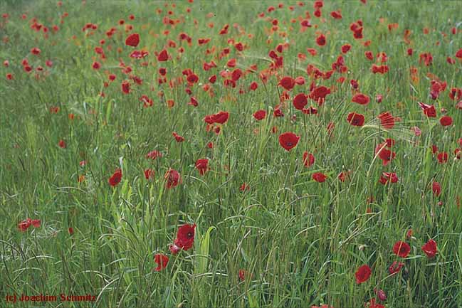 Papaver rhoeas