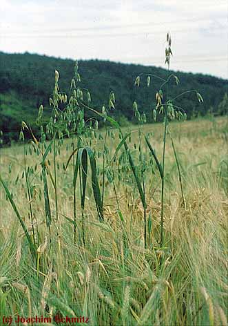 Avena fatua